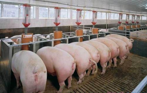 product-500-317 zeolite powder for pig