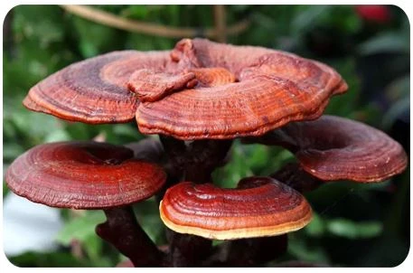 Ganoderma lucidum polysaccharide Ganoderma lucidum polysaccharide